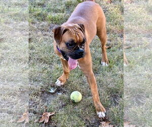 Boxer Dogs for adoption in Dumont, NJ, USA