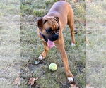 Small Boxer