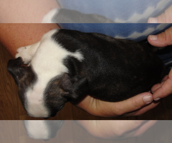 Medium Photo #2 Boston Terrier Puppy For Sale in BEND, OR, USA