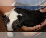 Small #1 Boston Terrier