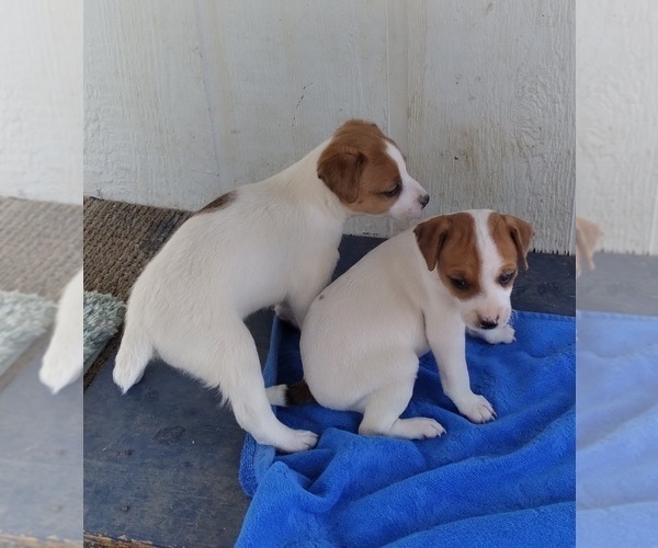 Medium Photo #1 Jack Russell Terrier Puppy For Sale in FORT COLLINS, CO, USA