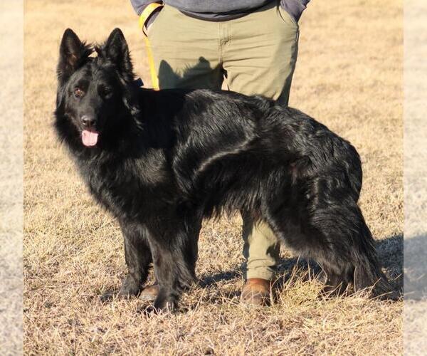 Medium Photo #1 German Shepherd Dog Puppy For Sale in DECATUR, IN, USA