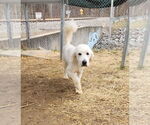 Small #2 Great Pyrenees Mix