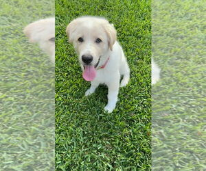 Anatolian Shepherd-Great Pyrenees Mix Dogs for adoption in Houston, TX, USA