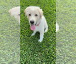 Small Anatolian Shepherd-Great Pyrenees Mix