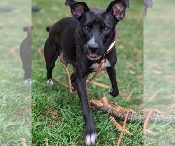 Medium Photo #2 Mutt Puppy For Sale in Waterloo, IA, USA