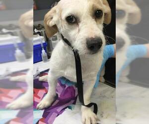 Maltese Dogs for adoption in Riverside, CA, USA