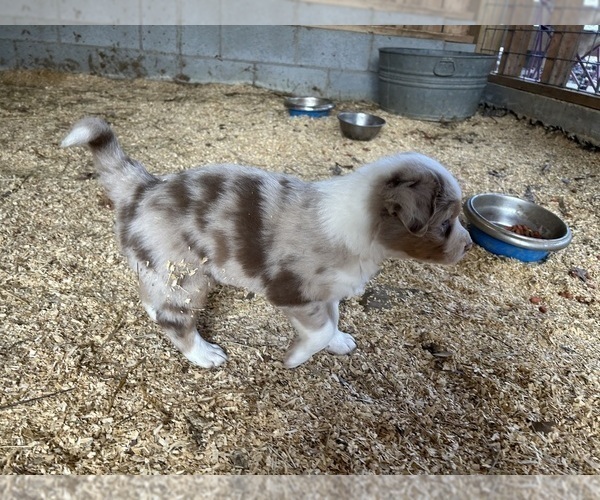 Medium Photo #7 Australian Shepherd Puppy For Sale in BRYSON CITY, NC, USA