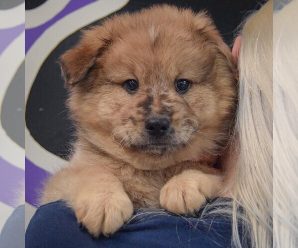 Medium Photo #5 Chow Chow-Unknown Mix Puppy For Sale in Huntley, IL, USA