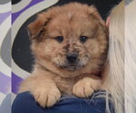 Small #4 Chow Chow Mix