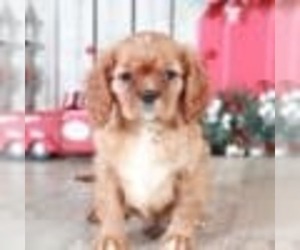 Cavalier King Charles Spaniel Puppy for sale in MOUNT VERNON, OH, USA