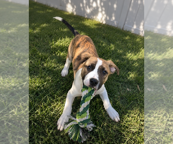 Medium Photo #14 Boxer-Unknown Mix Puppy For Sale in Mooresville, NC, USA