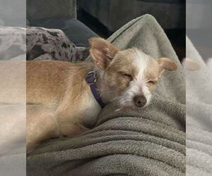 Border Terrier-Chihuahua Mix Dogs for adoption in Princeton, MN, USA