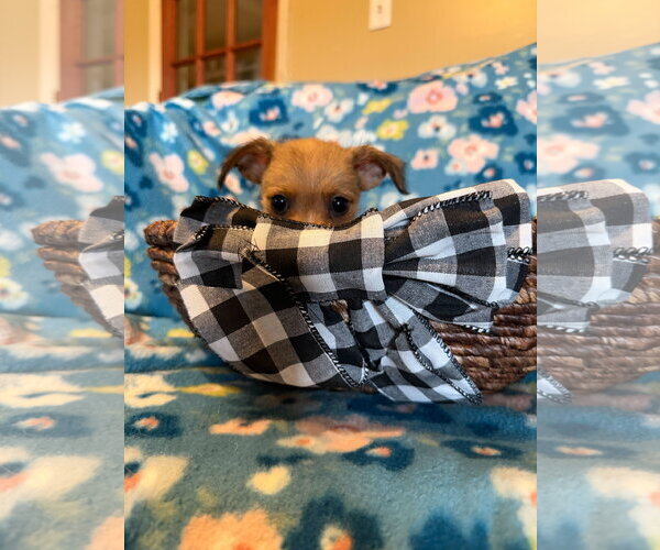 Medium Photo #9 Chihuahua-Unknown Mix Puppy For Sale in Pacolet, SC, USA