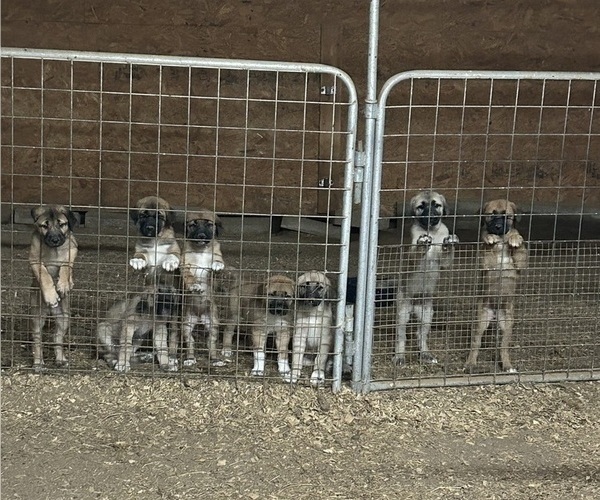 Medium Photo #1 Anatolian Shepherd Puppy For Sale in BOAZ, AL, USA