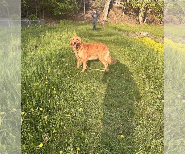 Medium Photo #1 Golden Retriever Puppy For Sale in VESTAL, NY, USA