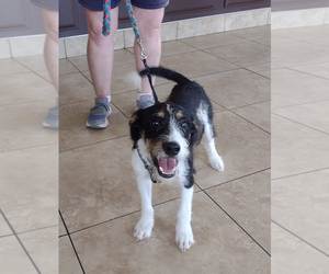 Trix - Male Mutt Dog for Adoption - Photo #4