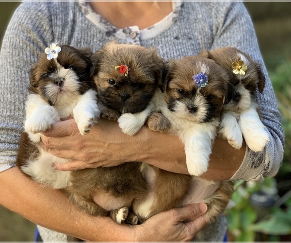 Medium Photo #10 Shih Tzu Puppy For Sale in BUFORD, GA, USA