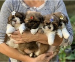 Small Photo #10 Shih Tzu Puppy For Sale in BUFORD, GA, USA