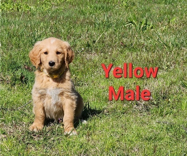 Medium Photo #29 Goldendoodle Puppy For Sale in CLARKSVILLE, TX, USA