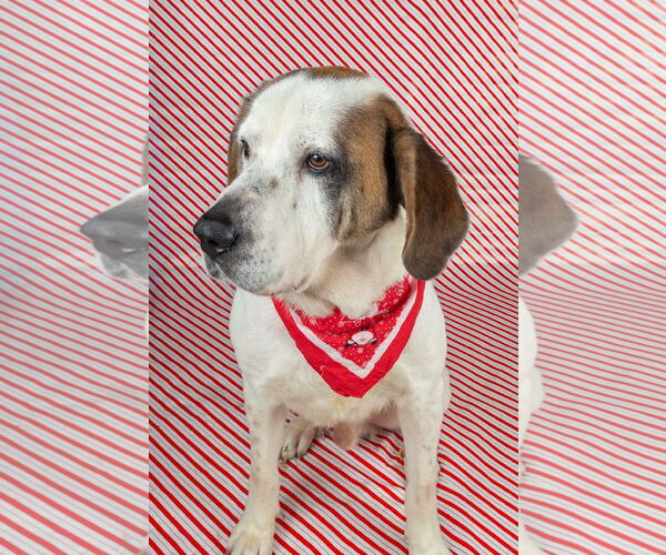 Medium Photo #4 Saint Bernard-Unknown Mix Puppy For Sale in Frenchburg, KY, USA