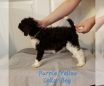 Small Photo #9 Poodle (Standard) Puppy For Sale in GREENVILLE, TX, USA