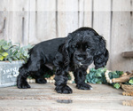 Puppy Duke Cocker Spaniel