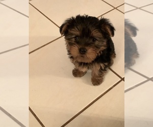 Yorkshire Terrier Puppy for sale in KATY, TX, USA