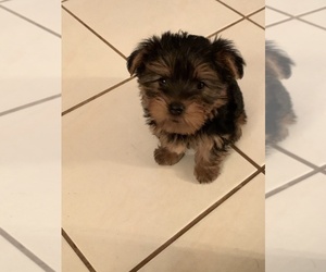 Yorkshire Terrier Puppy for sale in KATY, TX, USA