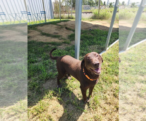 Medium Photo #1 Labrador Retriever Puppy For Sale in Evansville, IN, USA