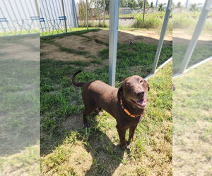 Labrador Retriever Dogs for adoption in Evansville, IN, USA