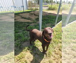 Milford - Male Labrador Retriever Dog for Adoption - Small photo