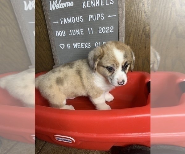 Medium Photo #33 Welsh Cardigan Corgi Puppy For Sale in SUN PRAIRIE, WI, USA