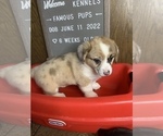 Small Photo #33 Welsh Cardigan Corgi Puppy For Sale in SUN PRAIRIE, WI, USA