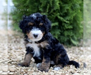 Miniature Bernedoodle Puppy for sale in GORDONVILLE, PA, USA