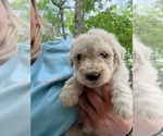 Puppy Puppy 2 Aussiedoodle