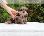 Small #6 ShihPoo
