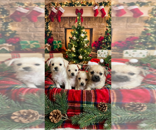 Medium Photo #16 American Eskimo Dog-Pug Mix Puppy For Sale in THOMASVILLE, NC, USA