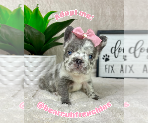 Medium Photo #1 French Bulldog Puppy For Sale in FRANKLIN, IN, USA