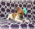 Small Photo #6 Jack-Rat Terrier Puppy For Sale in LAKELAND, FL, USA