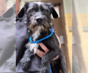 Mutt Dogs for adoption in Stockton, CA, USA