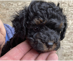Small Photo #22 Poodle (Toy) Puppy For Sale in ARLINGTON HTS, IL, USA