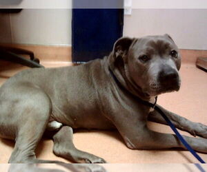 Mutt Dogs for adoption in Martinez, CA, USA