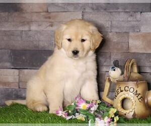 Golden Retriever Puppy for sale in FREDERICKSBG, OH, USA