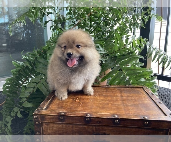 Medium Photo #3 Pomeranian Puppy For Sale in BENTON, IL, USA