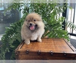 Small Photo #3 Pomeranian Puppy For Sale in BENTON, IL, USA