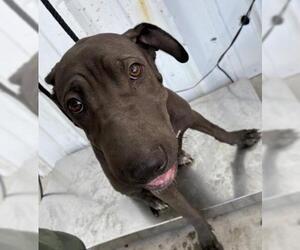 American Pit Bull Terrier Dogs for adoption in Bakersfield, CA, USA