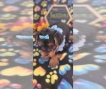 Small Photo #5 Yorkshire Terrier Puppy For Sale in AKRON, OH, USA