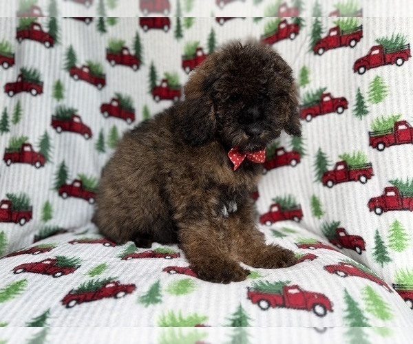 Medium Photo #8 Cockapoo (Miniature) Puppy For Sale in LAKELAND, FL, USA