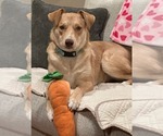 Small #1 Mutt